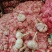 【推荐】金乡大蒜山东大蒜大量上市紫皮大蒜质优价廉全国发货