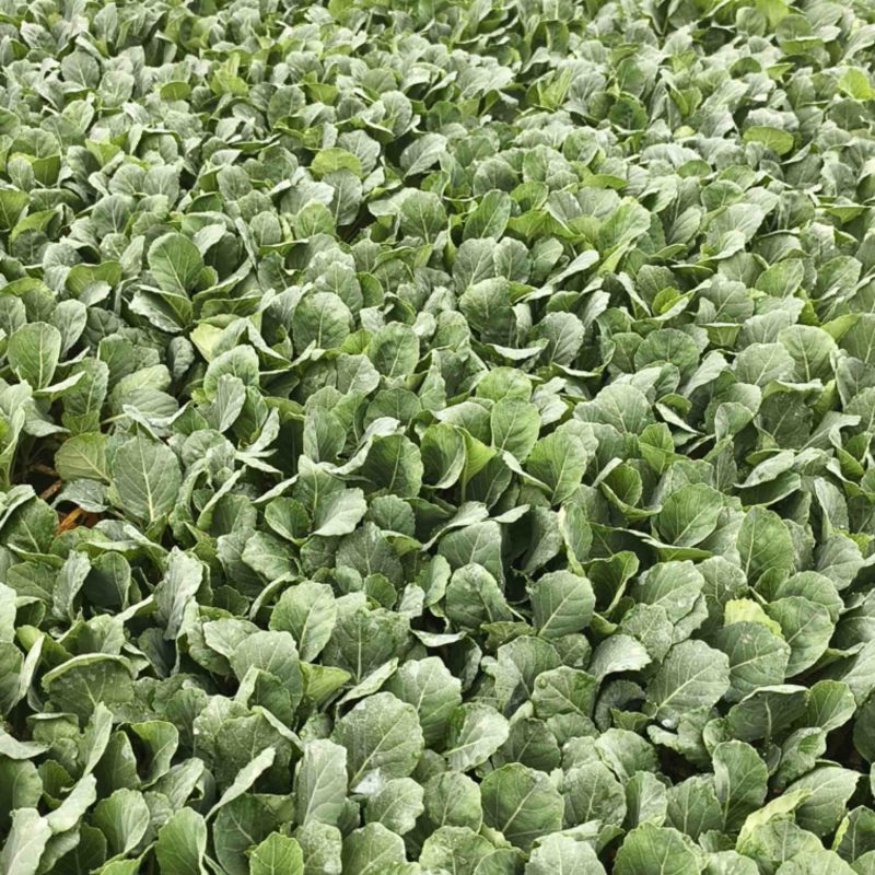 【优选】甘蓝苗-基地供应-大量批发-可视频看货-价格优惠