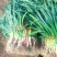 禹州红根蒜苗大量上市中保质保量对接商超团购一条龙服务