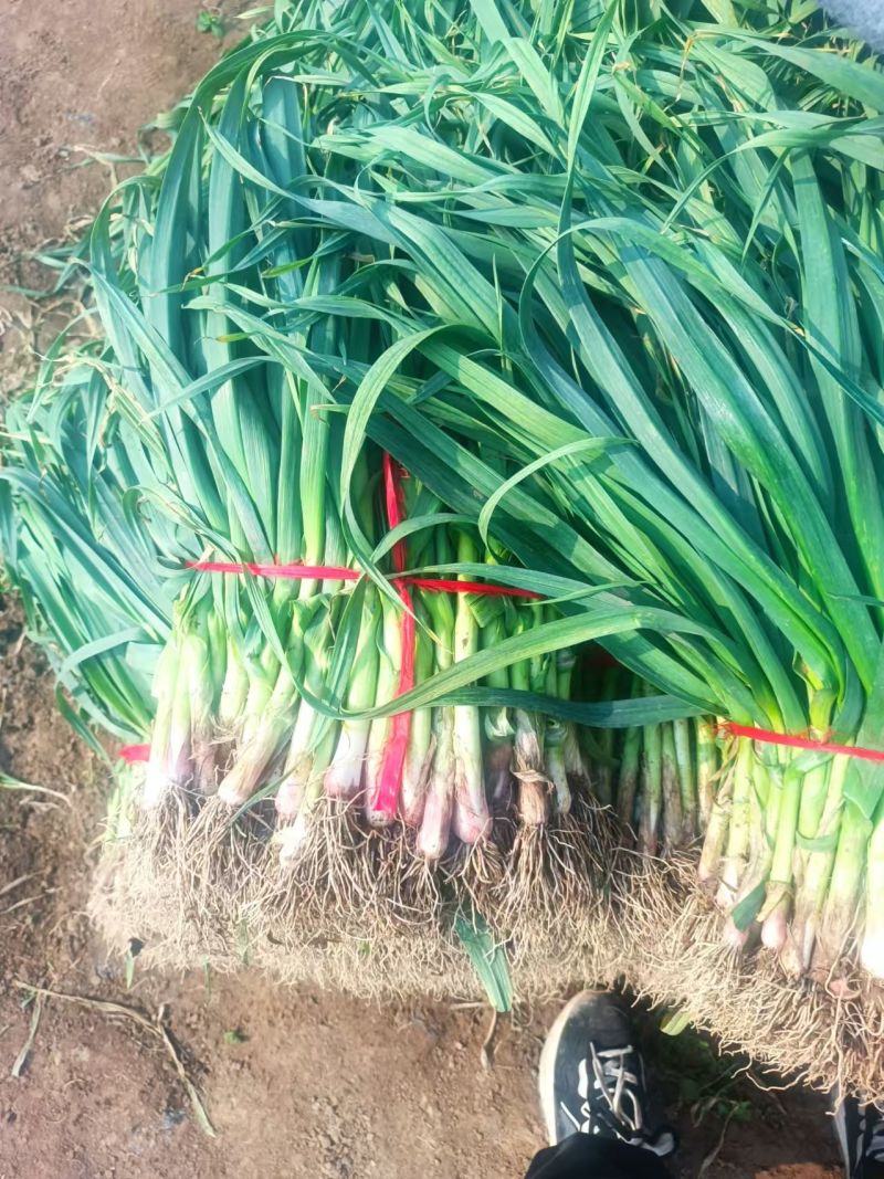 禹州红根蒜苗大量上市中保质保量对接商超团购一条龙服务