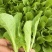 【优选】娃娃菜苗-基地供应-大量批发-可视频看货-价格优惠
