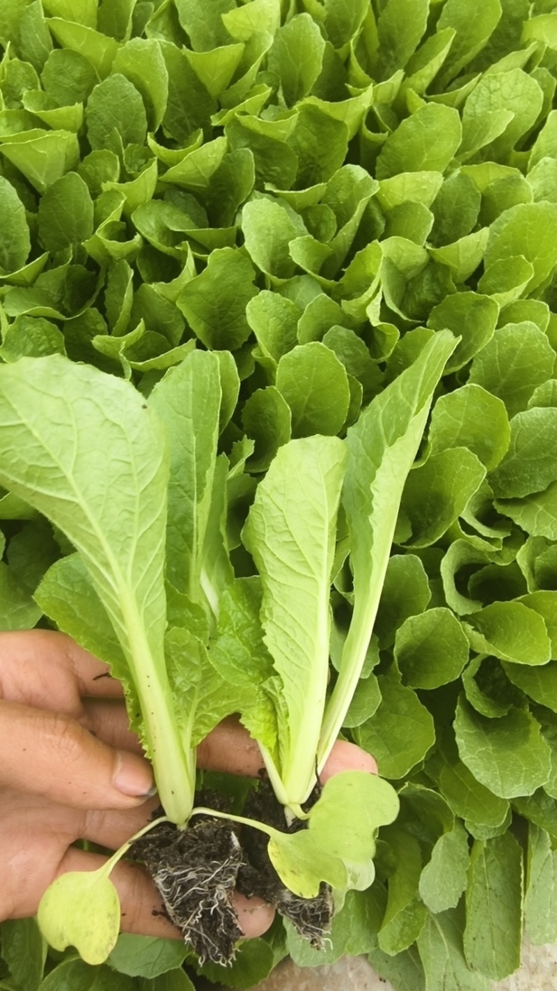 【优选】娃娃菜苗-基地供应-大量批发-可视频看货-价格优惠