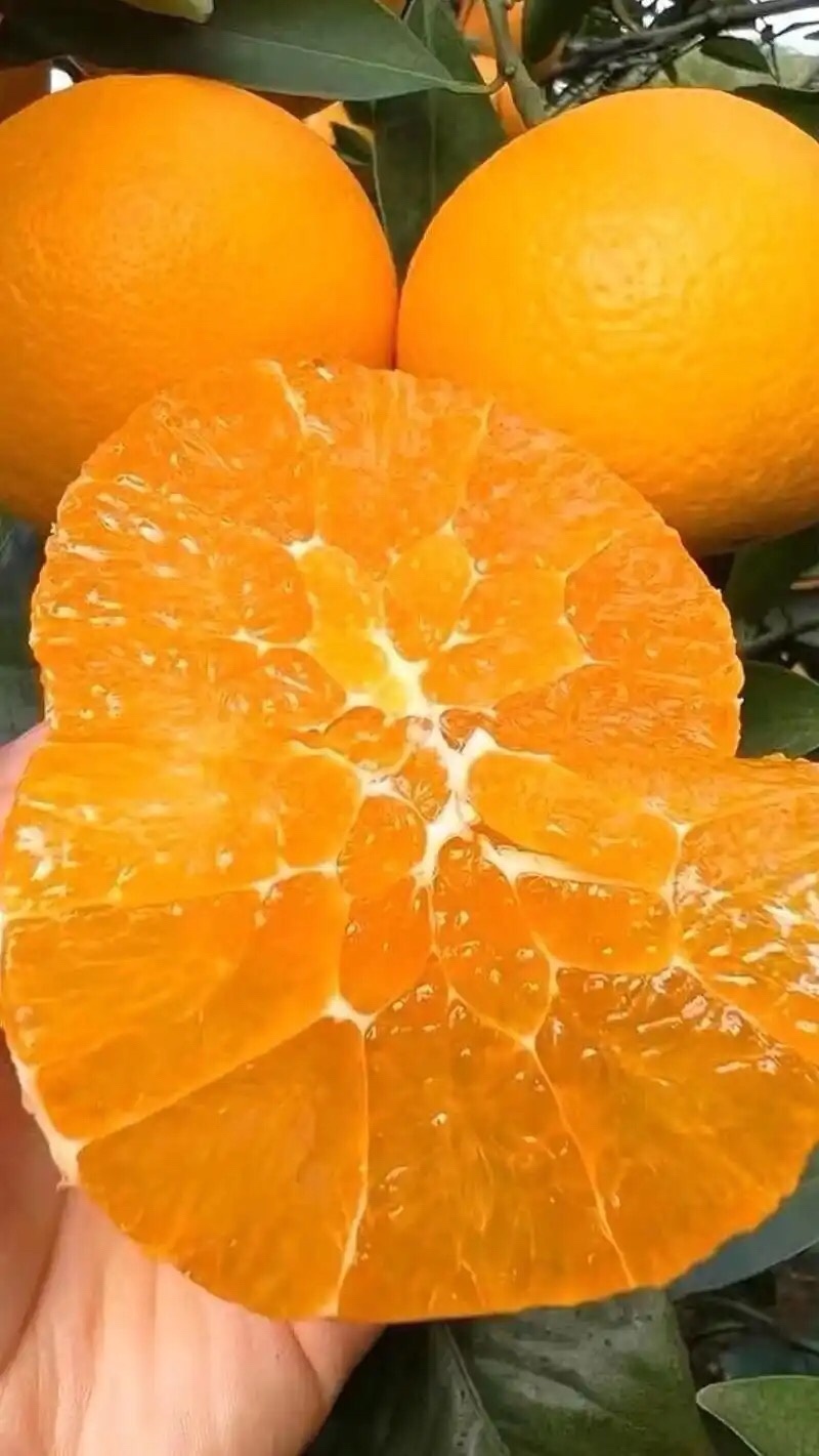 精选福建脐橙甜橙纽荷尔脐橙皮薄汁多枝头现摘量大价优
