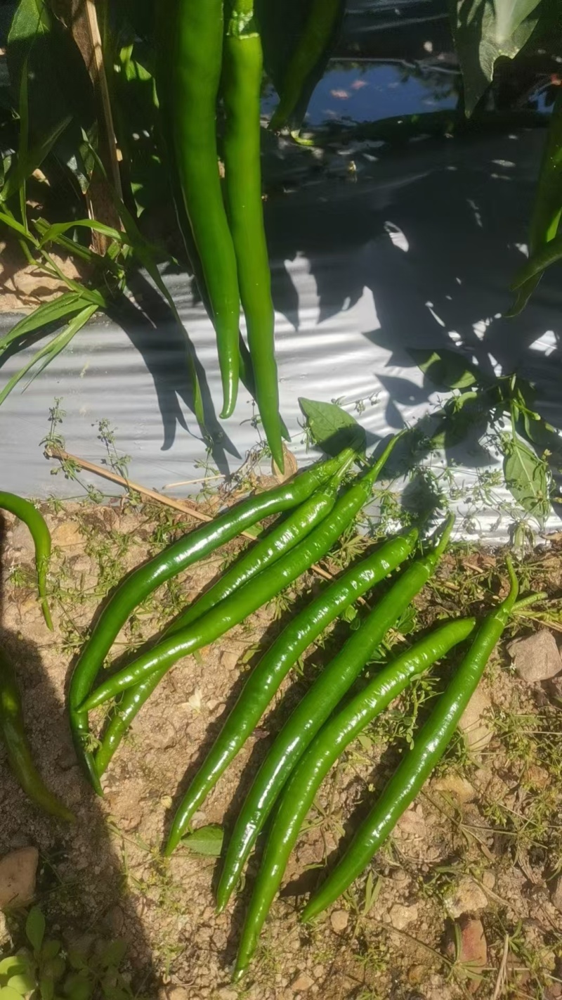 基地大量供应精品新苗三号线，露天种植，果型漂亮，耐存放，