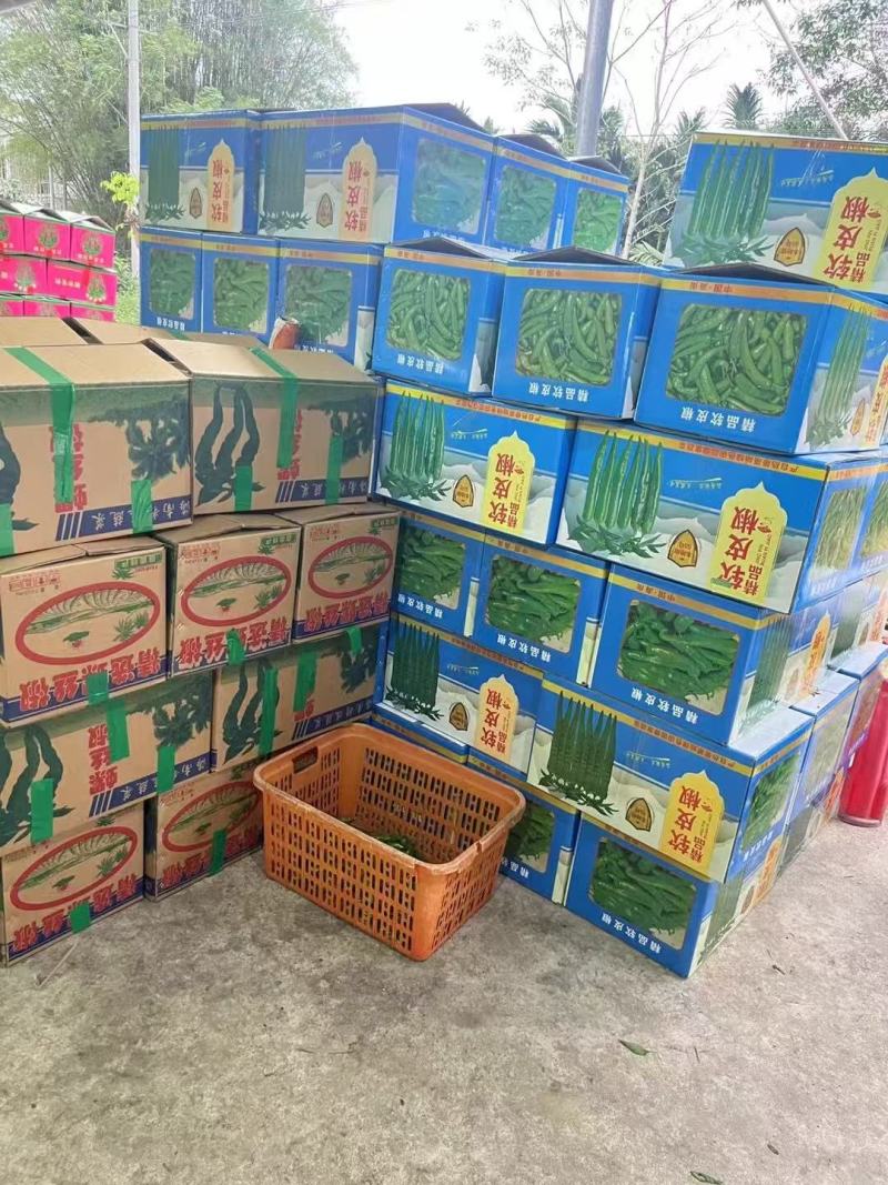 基地大量直供，精品新苗大尖椒，果型漂亮，价格不贵保质保量