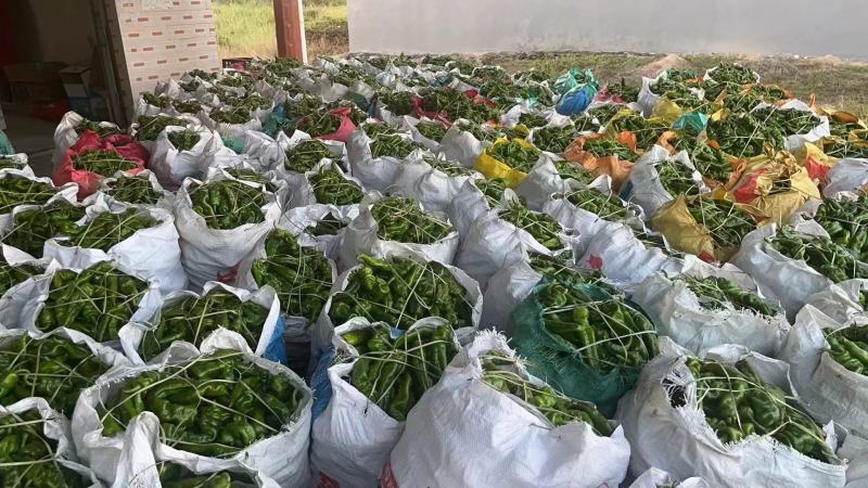 基地大量直供，精品新苗大尖椒，果型漂亮，价格不贵保质保量
