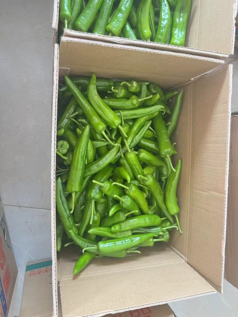 基地大量直供，精品新苗大尖椒，果型漂亮，价格不贵保质保量