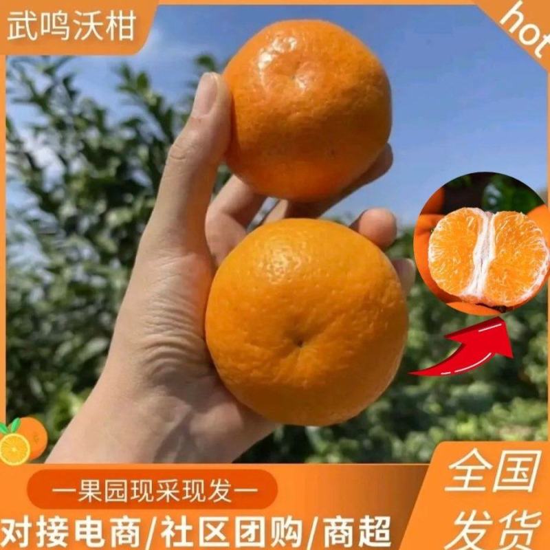 广西武鸣沃柑，供应55起社区，65起供全国商超市场批发