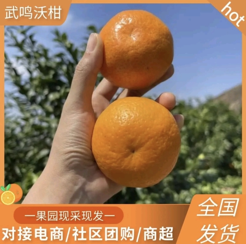 广西武鸣沃柑，供应55起社区，65起供全国商超市场批发
