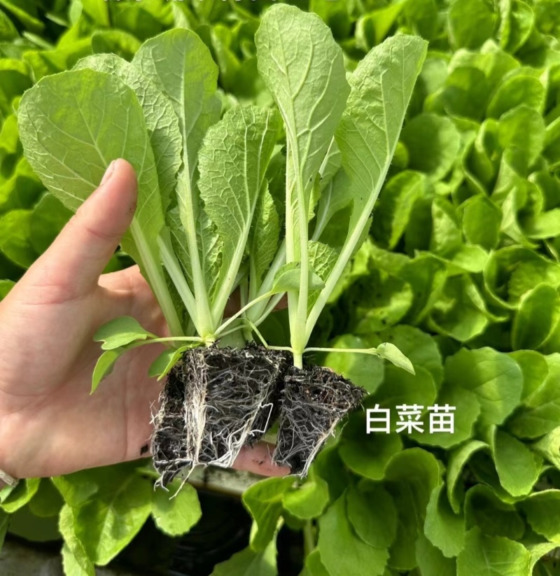 精品白菜苗产量高成活率高死苗补发