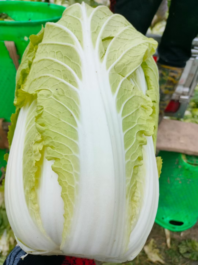精品白菜苗产量高成活率高死苗补发