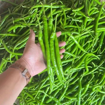 基地直供，新苗8号线椒，大量上市，保质保量。价格不贵。