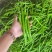 基地直供，新苗8号线椒，大量上市，保质保量。价格不贵。