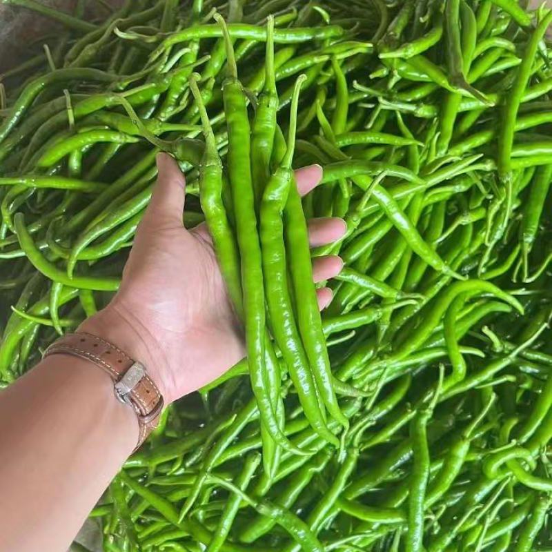 基地直供，新苗8号线椒，大量上市，保质保量。价格不贵。