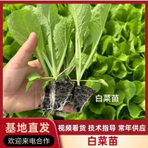 精品白菜苗产量高成活率高死苗补发