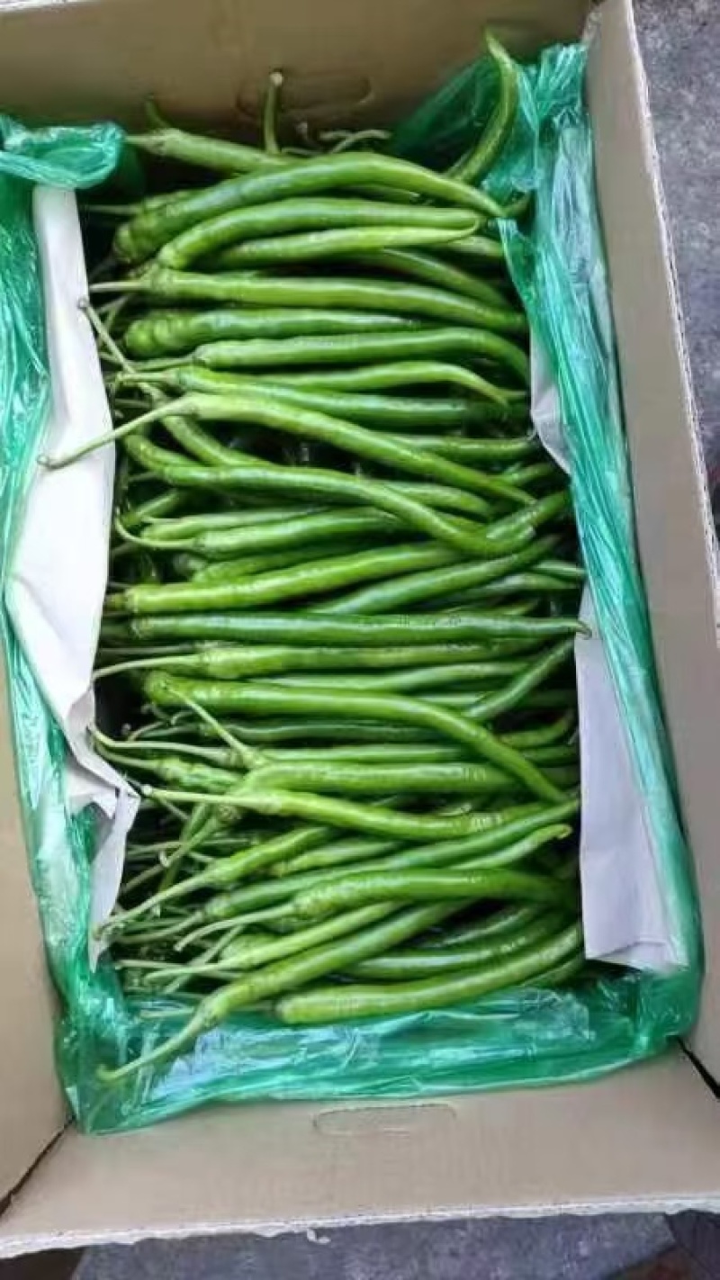 基地直供，新苗8号线椒，大量上市，保质保量。价格不贵。