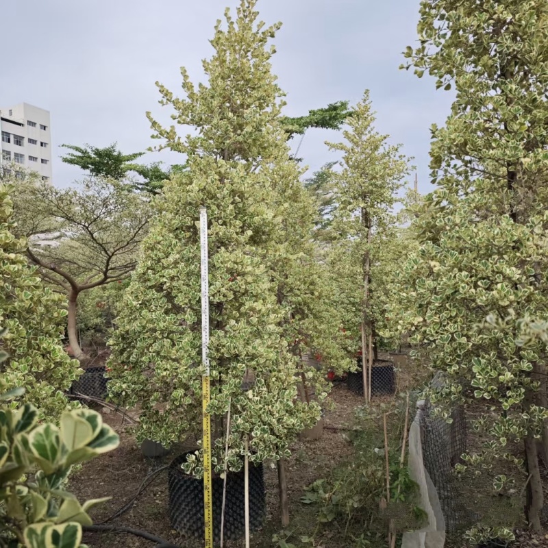 花叶三角榕爱心榕泰国牛奶榕心叶榕