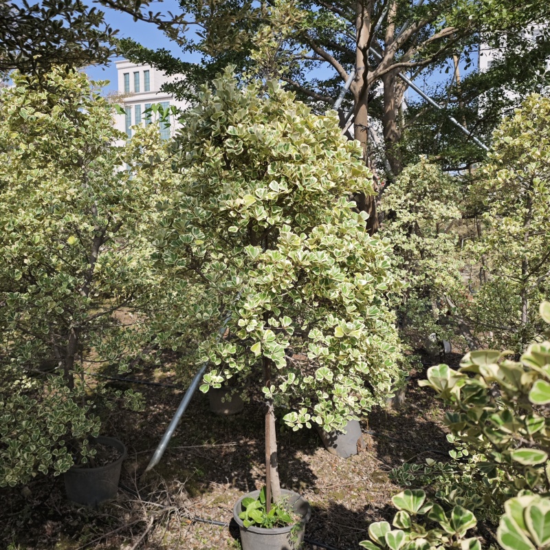 花叶三角榕爱心榕泰国牛奶榕心叶榕