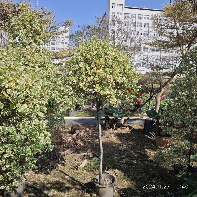 花叶三角榕爱心榕泰国牛奶榕心叶榕