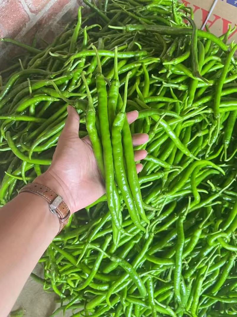 基地直供，新苗8号线椒，大量上市，保质保量。价格不贵。