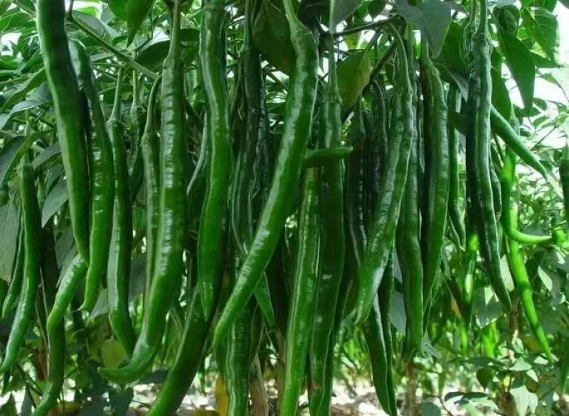 基地直供，新苗8号线椒，大量上市，保质保量。价格不贵。
