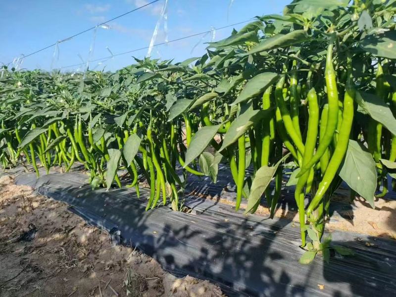 基地直供，新苗8号线椒，大量上市，保质保量。价格不贵。