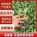 青梗花菜有机花菜苗损坏包赔