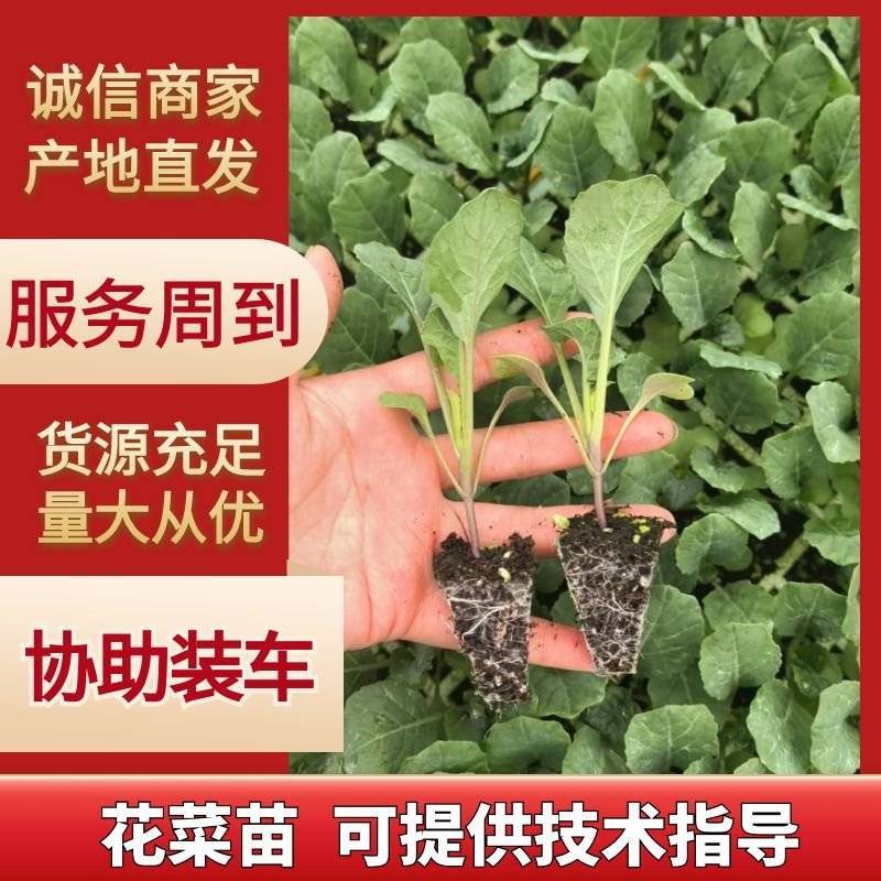 青梗花菜有机花菜苗损坏包赔