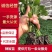 精品辣椒苗质量保障根系发达