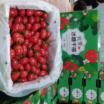 广东电白千禧圣女果，大量上市了，有需要的老板可以联系我