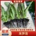 红莴笋产量高品种整齐死苗补发提供免费技术指导