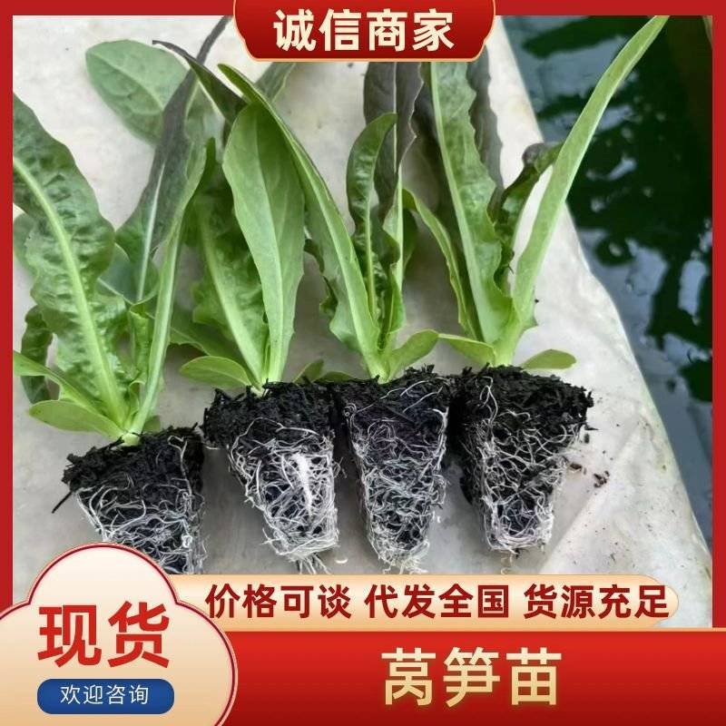 红莴笋产量高品种整齐死苗补发提供免费技术指导