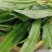 广西大叶香菜鱼生菜刺芹大芫蒵批发