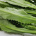 广西大叶香菜鱼生菜刺芹大芫蒵批发