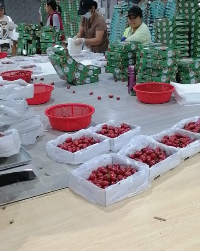广东电白千禧圣女果，大量上市了，有需要的老板可以联系我