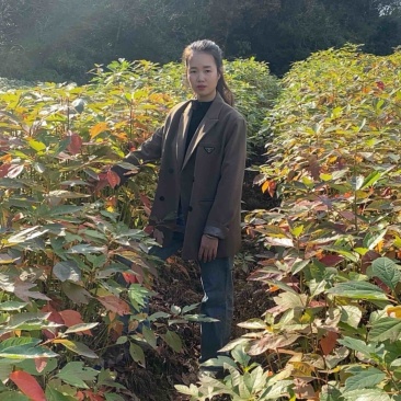自家苗圃供应一年生檫木苗，梓树苗，江西宜春直供