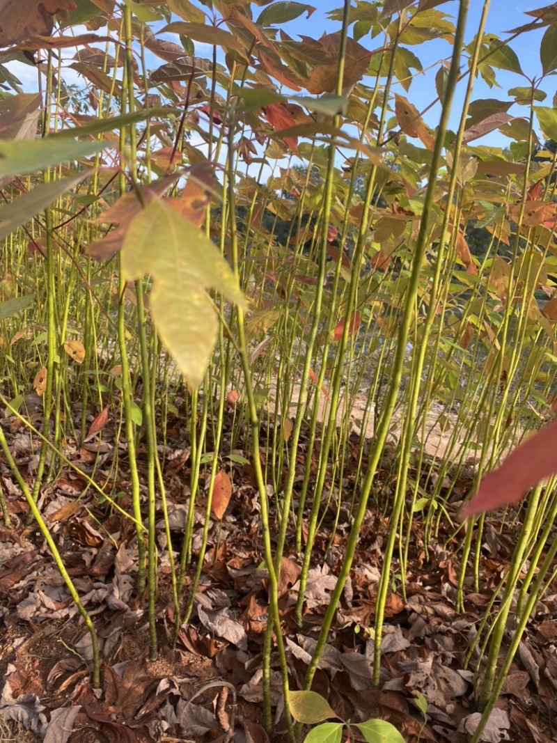 自家苗圃供应一年生檫木苗，梓树苗，江西宜春直供