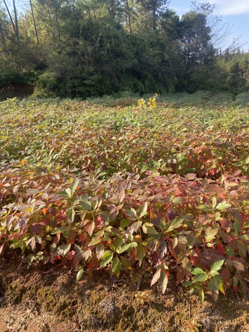 自家苗圃供应一年生檫木苗，梓树苗，江西宜春直供