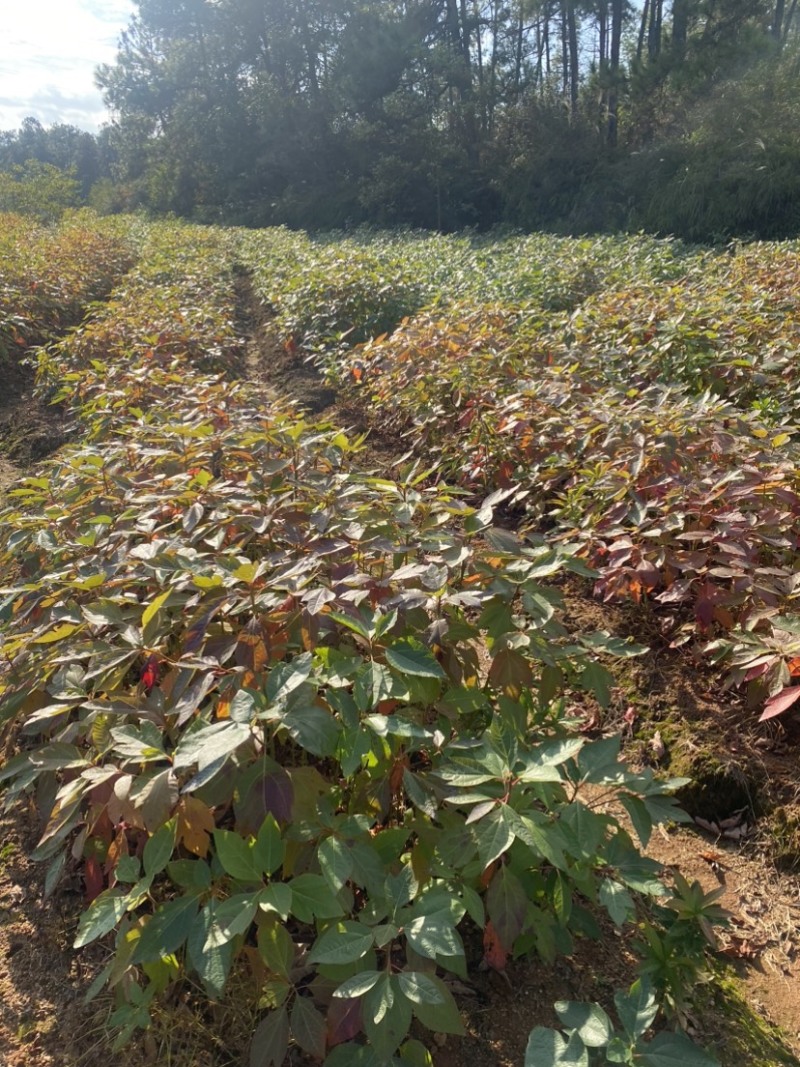 自家苗圃供应一年生檫木苗，梓树苗，江西宜春直供