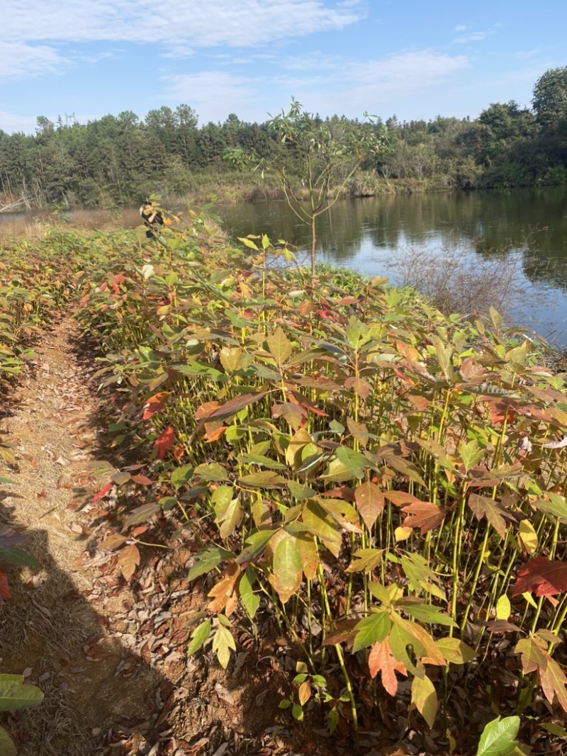 自家苗圃供应一年生檫木苗，梓树苗，江西宜春直供