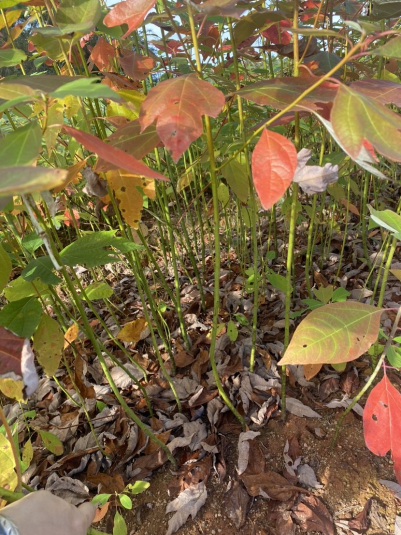 自家苗圃供应一年生檫木苗，梓树苗，江西宜春直供