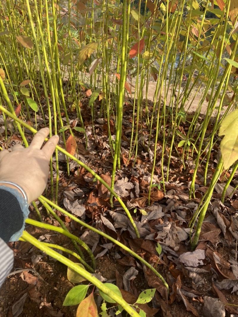 自家苗圃供应一年生檫木苗，梓树苗，江西宜春直供