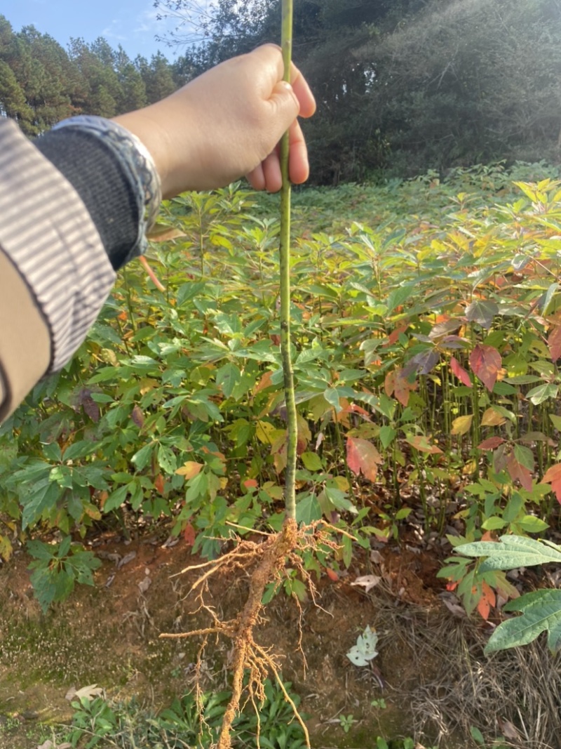 自家苗圃供应一年生檫木苗，梓树苗，江西宜春直供
