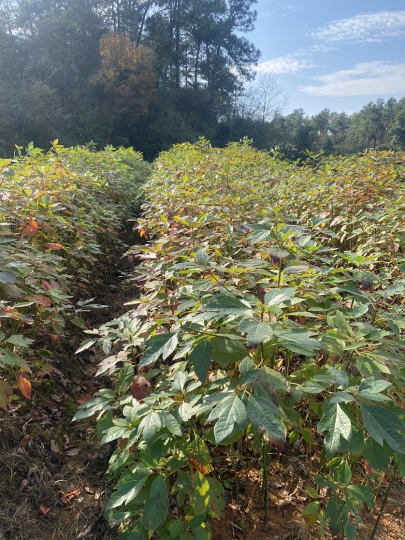 自家苗圃供应一年生檫木苗，梓树苗，江西宜春直供