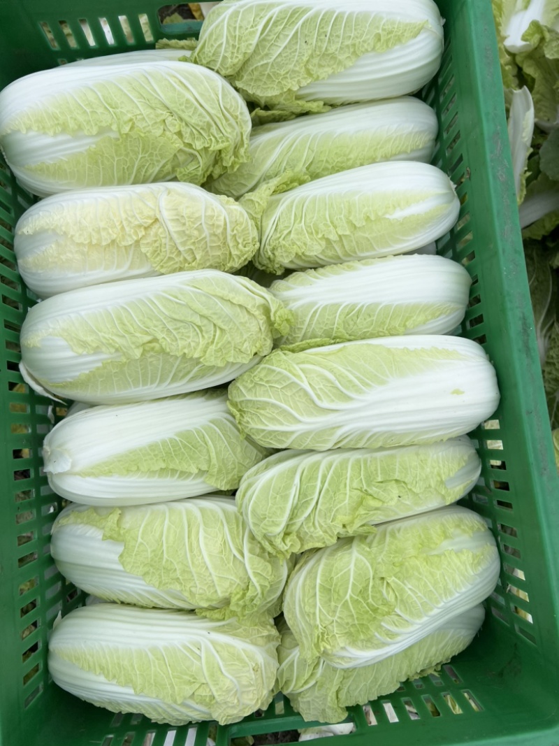 娃娃菜