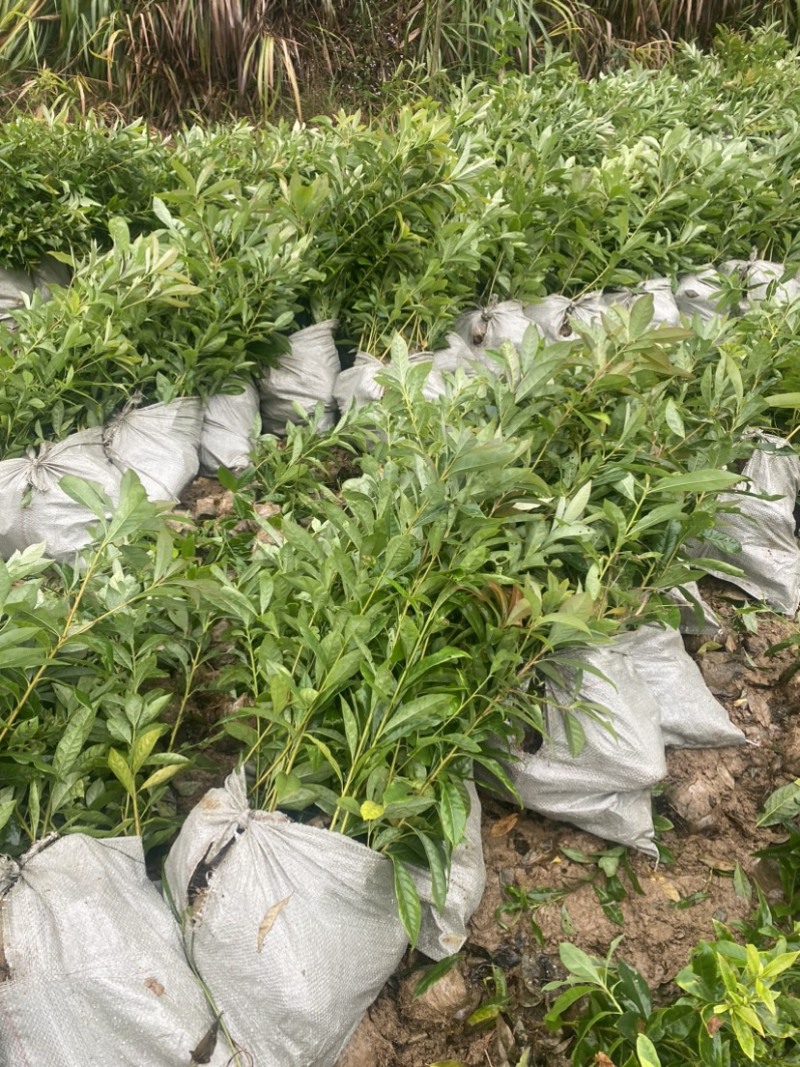 木荷小苗，江西主营品种，货源充足，欢迎咨询