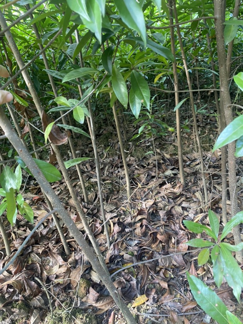 移栽木荷苗，根系发达，成活率高，走量批发