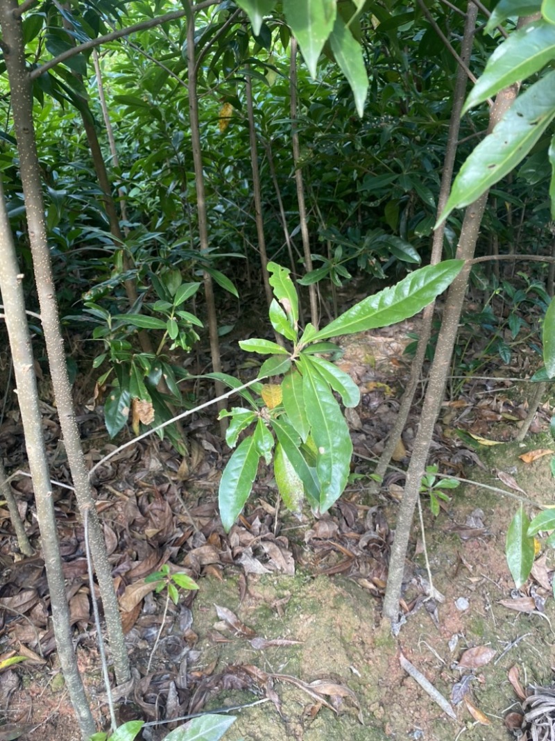 移栽木荷苗，根系发达，成活率高，走量批发