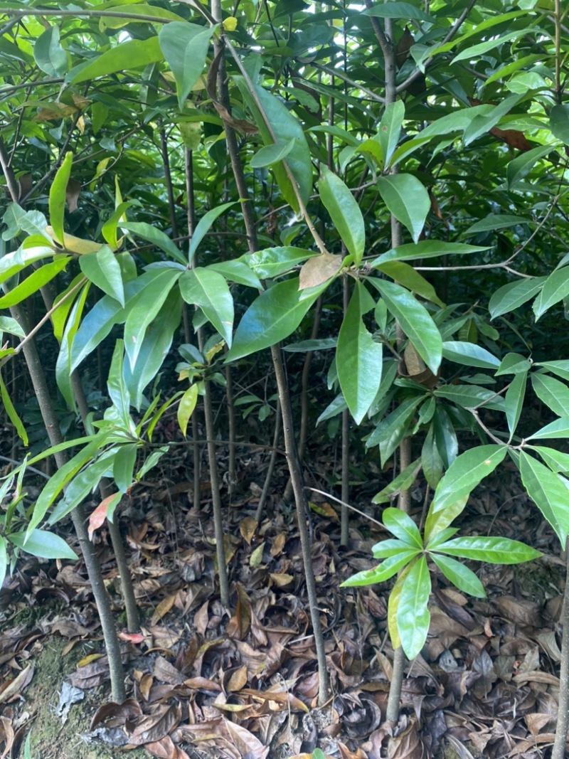 移栽木荷苗，根系发达，成活率高，走量批发