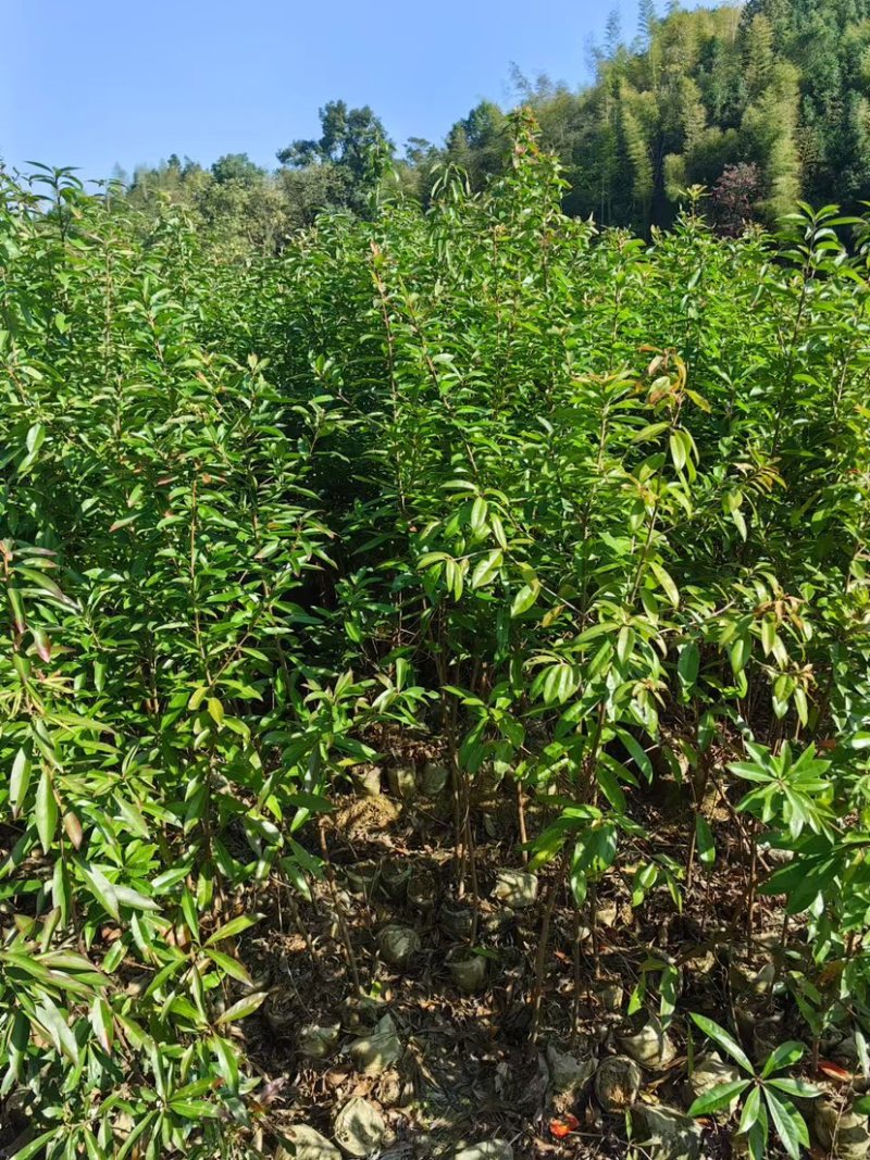 移栽木荷苗，根系发达，成活率高，走量批发